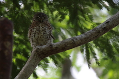Glaucidium siju