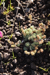 Psammotropha mucronata mucronata