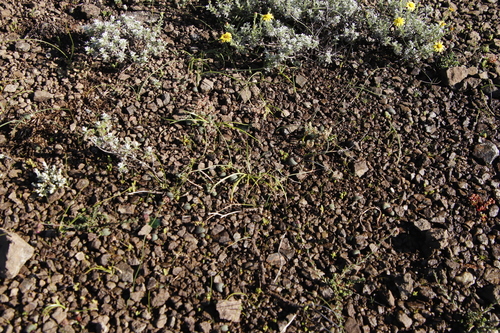 Massonia wittebergensis