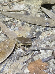 Ranoidea phyllochroa
