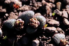 Massonia wittebergensis