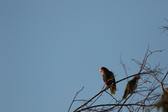 Amazona leucocephala