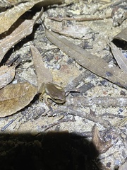 Ranoidea phyllochroa