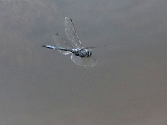 Zygonyx natalensis