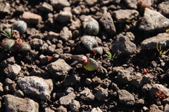 Massonia wittebergensis