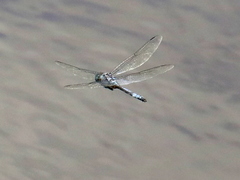 Zygonyx natalensis
