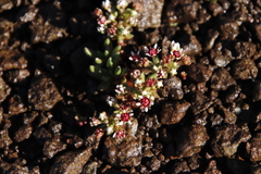 Crassula peploides