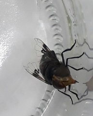 Copestylum spinigerum