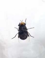 Copestylum spinigerum