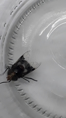 Copestylum spinigerum