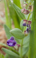 Scutellaria brittonii