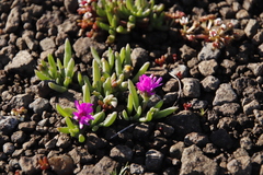 Delosperma basuticum