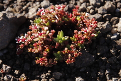 Crassula peploides