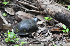 Kinosternon leucostomum