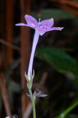 Pseuderanthemum praecox