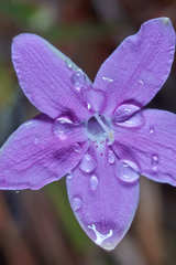 Pseuderanthemum praecox