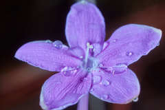Pseuderanthemum praecox