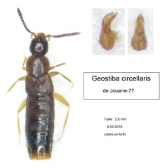 Geostiba circellaris
