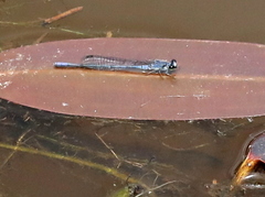Pseudagrion draconis