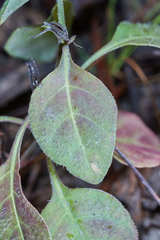 Pseuderanthemum praecox
