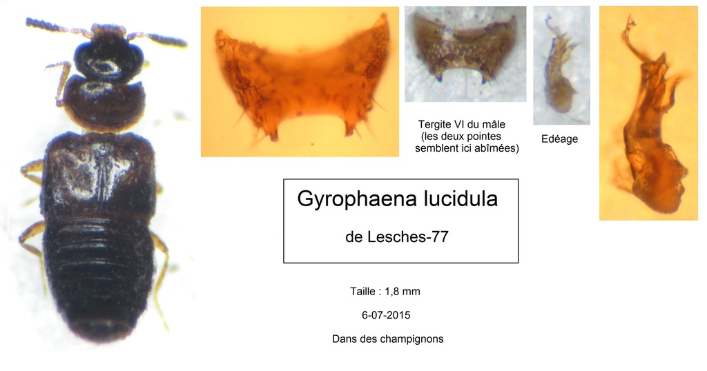 Gyrophaena lucidula