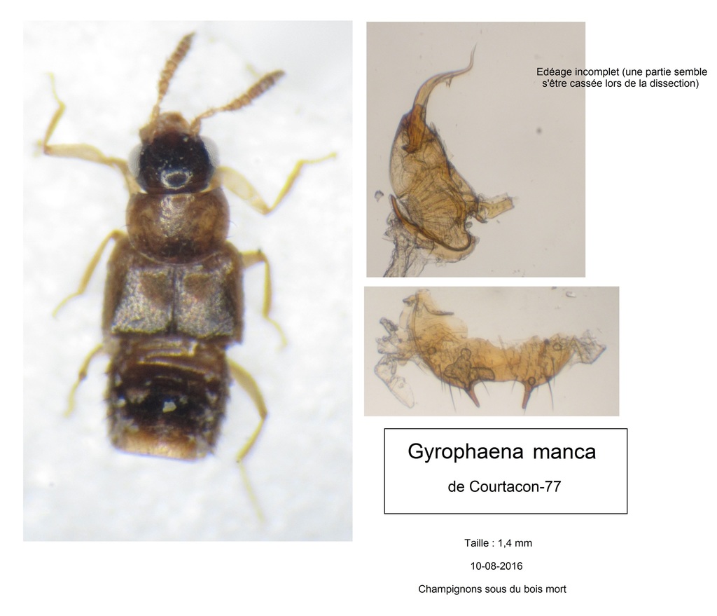 Gyrophaena manca