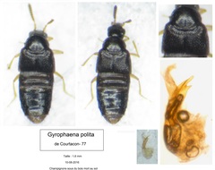 Gyrophaena polita