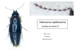 Habrocerus capillaricornis