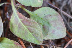 Pseuderanthemum praecox