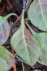 Pseuderanthemum praecox