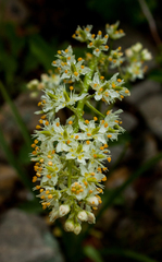 Toxicoscordion venenosum