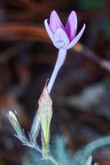 Pseuderanthemum praecox