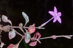 Pseuderanthemum praecox