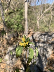 Tetramerium glandulosum