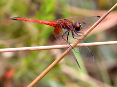 Trithemis pluvialis
