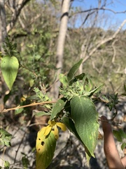 Tetramerium glandulosum