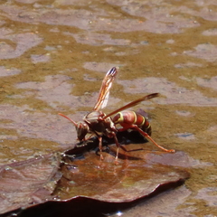 Polistes fastidiosus