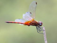 Trithemis pluvialis