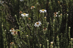 Eumorphia sericea