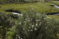 Eumorphia sericea
