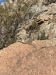 Crotaphytus vestigium