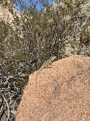 Crotaphytus vestigium