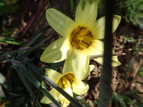 Yellow-striped Sand-crocus (Romulea montana)