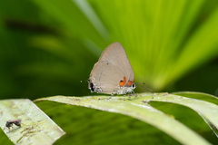 Olynthus ophelia