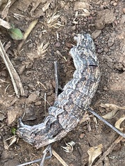 Sphingomorpha chlorea