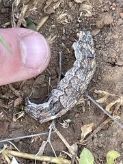 Sphingomorpha chlorea