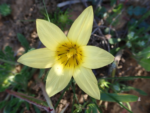 Image of Romulea montana by no rights reserved
