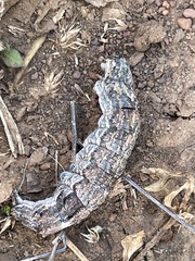 Sphingomorpha chlorea