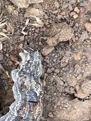 Sphingomorpha chlorea