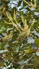 Magnoliopsida